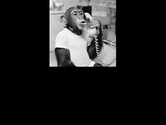 Serious monkey talking on phone